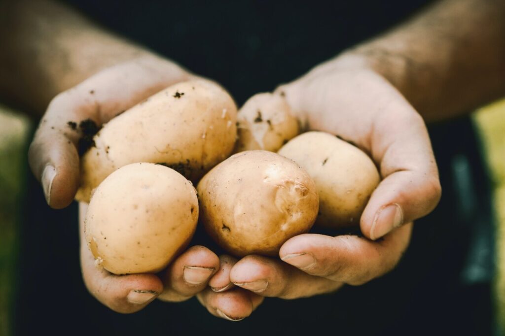 Home Page_potato in hands